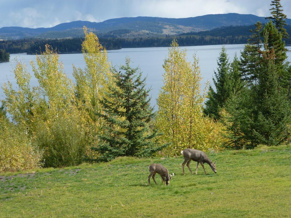 Little Black Bear Lodge/B&B Bridge Lake Екстер'єр фото